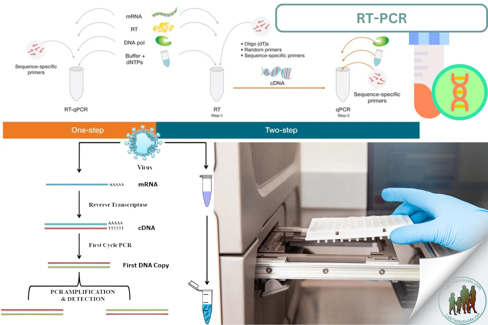Reverse Transcription PCR (RT-PCR)